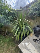 Yucca plant sale for sale  LONDON