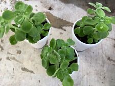 Plectranthus tomentosa vick for sale  Manteca