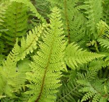 Polystichum setiferum soft for sale  WALLINGFORD