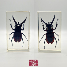 Stag beetle insect for sale Stag beetle insect for sale  LONDON