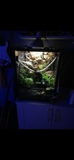 Crested gargoyle gecko for sale  SUTTON COLDFIELD
