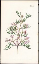 1815 curtis botanical for sale  Spokane