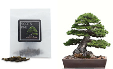 Scots pine bonsai for sale  HENLEY-IN-ARDEN