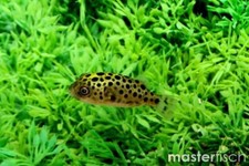 Pack leopard puffer for sale  Haslet