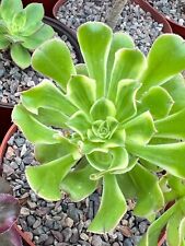 Aeonium arboreum variegatum for sale  Murrieta