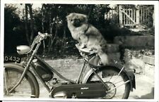 Original vintage photograph usato  Milano