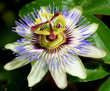 Passion flower 35 for sale  SALISBURY
