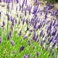 Lavandula dentata seeds for sale  Denver
