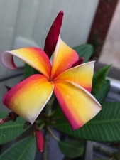 Fresh plumeria cutting for sale  New Port Richey