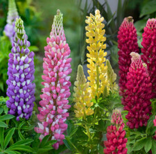Lupine gallery extra for sale  Winthrop