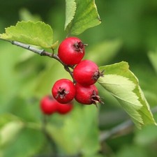 Eingriffeliger weißdorn haged gebraucht kaufen  Detmold