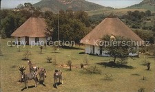 Zebra heia safari gebraucht kaufen  Deutschland