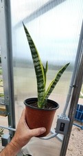 Snake plant tall for sale  Dripping Springs