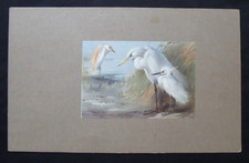 Vintage print herons for sale  HAYLING ISLAND