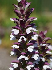 Acanthus mollis bear for sale  MARCH