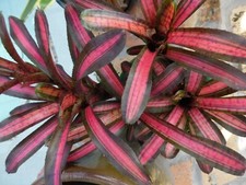 Neoregelia star blast for sale  Pompano Beach