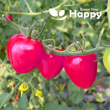 Pink tomato oxheart for sale  DONCASTER
