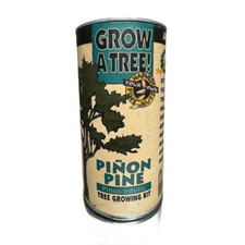 Grow piñon pine for sale  Ashland City