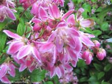 Deutzie maiblumenstrauch deutz gebraucht kaufen  Appen