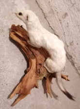 Tierpräparat jagdtrophäe mar gebraucht kaufen  Miltenberg