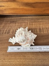 Muschel murex deko gebraucht kaufen  Kolbermoor