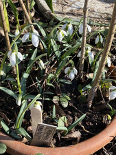 Galanthus nerissa gebraucht kaufen  Haag