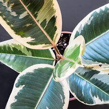 40cm potted ficus for sale 40cm potted ficus for sale  UK