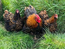 Large fowl golden for sale  YORK