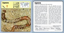Lugworm annelids 1970 for sale  SLEAFORD