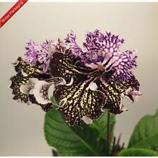 Streptocarpus caprice plug for sale  BIRMINGHAM