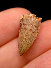 Phytosaur dino tooth for sale  Palm Harbor