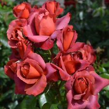Hot chocolate rose for sale  BAGSHOT