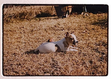 1959 puppy dog for sale  Wetumpka