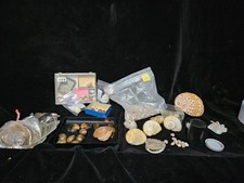 Seashells large lot for sale  Warner Robins