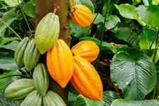 Cacao tree seeds for sale  Chariton