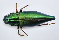Buprestidae cyphogastra uxoris gebraucht kaufen  Wadern