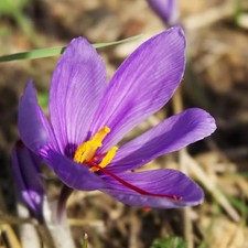 Crocus sativus crocus d'occasion Crocus sativus crocus d'occasion  Pouzauges