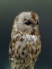 Tawny owl taxidermy for sale  Portland