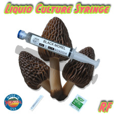 Organic black morel for sale  Whitefish