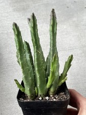 Stapelia leendertziae for sale  Portland