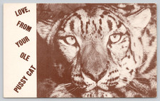 cats bengal for sale cats bengal for sale Troy