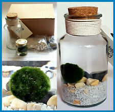 Kit acquario marimo usato  Chieti