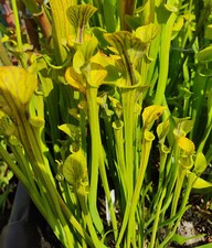 Sarracenia flava filiformis d'occasion  Beaumont-de-Lomagne