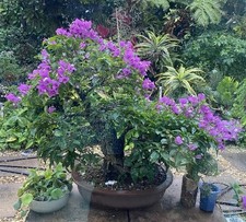 Stunning specimen purple for sale  Miami