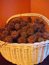 Quantity american sweet for sale  Summersville