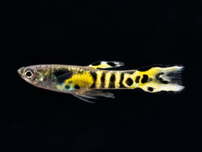 Yellow tiger endler for sale  De Leon Springs