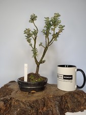 tree pots for sale tree pots for sale ELGIN
