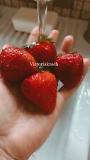 200 strawberry seeds for sale  Copperas Cove