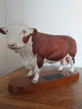 hereford cattle for sale hereford cattle for sale BELPER