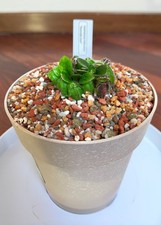 Cephalotus follicularis donnel usato  Pisa